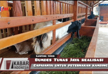 Bumdes Tunas Jaya Realisasi Capainya Untuk Peternakan Kambing