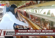 Capaian Bumdes Maju Sejahtera Realisasinya Untuk Ayam Petelur